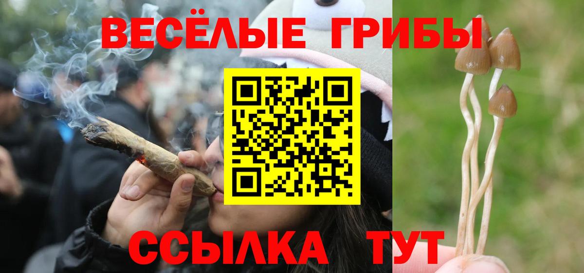 Галлюциногенные грибы Psilocybe Йошкар-Ола